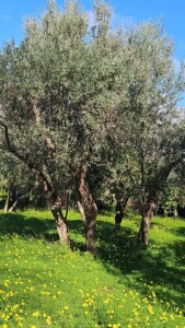 Vendita Ingrosso Olio Extra Vergine di Oliva Calabria - Macrimea